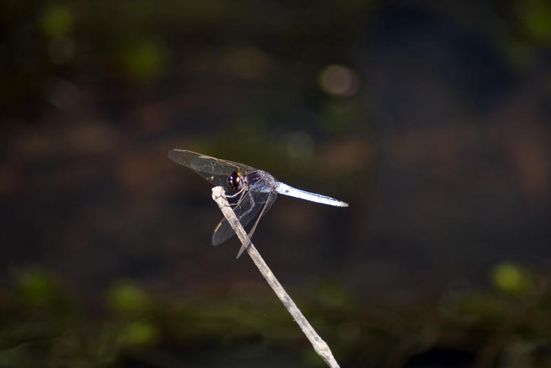 Dragonfly with the characteristic outspread wings when at rest, perched on a twig in sunshine
