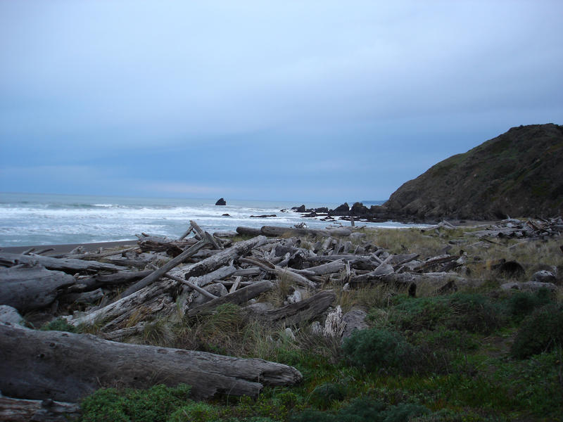 a beach covered in washed up drift wood logs