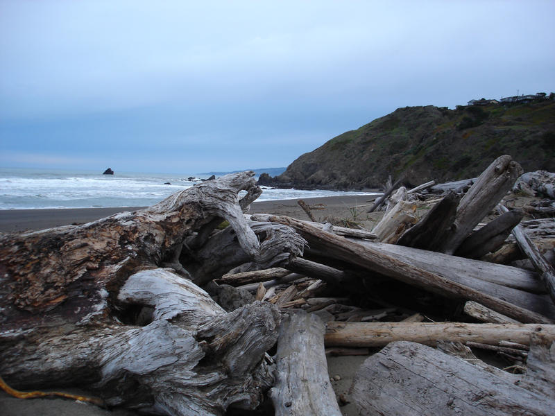 overcast day at a beach covered in driftwood logs