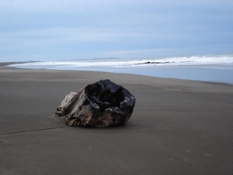 a large wooden tree stump washed up on a beach