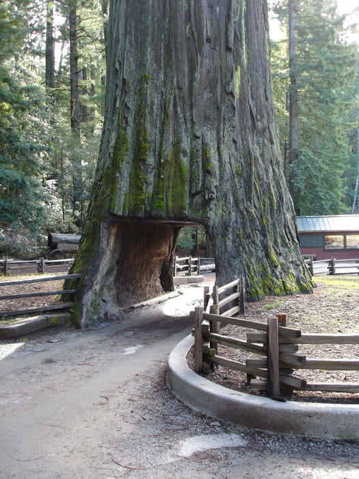 a giant sequoia tree with a hole cut in it big enough to drive a car through