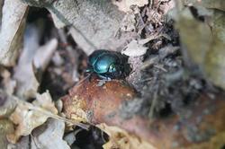 6421   dung beetle