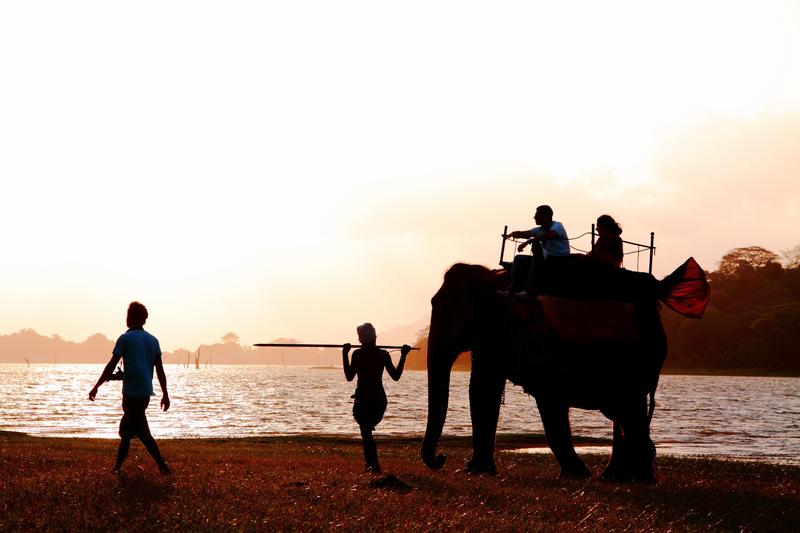 Visitors are enjoying ride on an elephant's back at Kandalama lake side, Sri Lanka