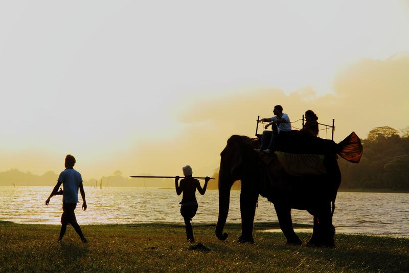 elephant riding at kandalama srilanka