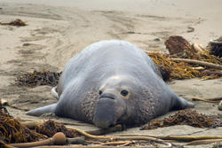 5705   sleepy elephant seal