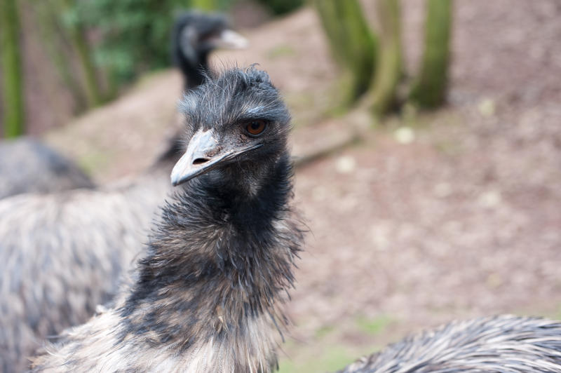 Inquisitve Australian emu, a large flightless bird similar to the ostrich, looking at the camera