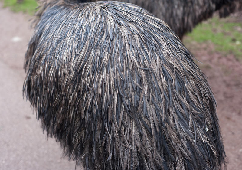 Detail of the plumage of an emu, a flightless Australian bird, showing the long soft silky feathers