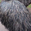 6344   Detail of the plumage of an emu