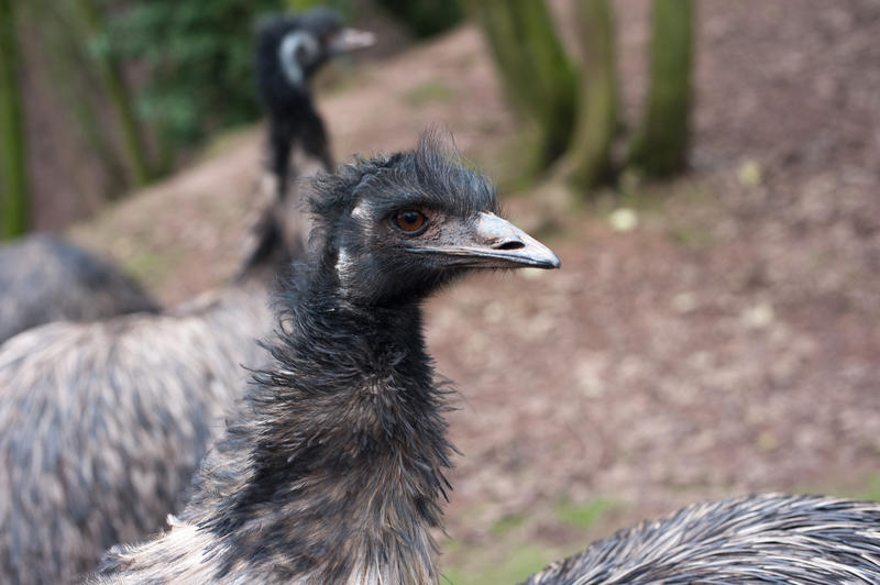 Head of an inquisitive emu, a flightless Australian bird with soft feathery plumage