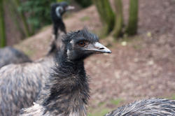 6345   Head of an inquisitive emu