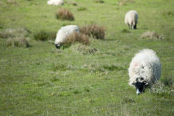 6259   Sheep grazing in English countryside