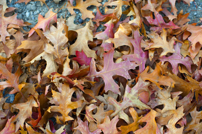 Dry colorful fallen leaves - autumn concept