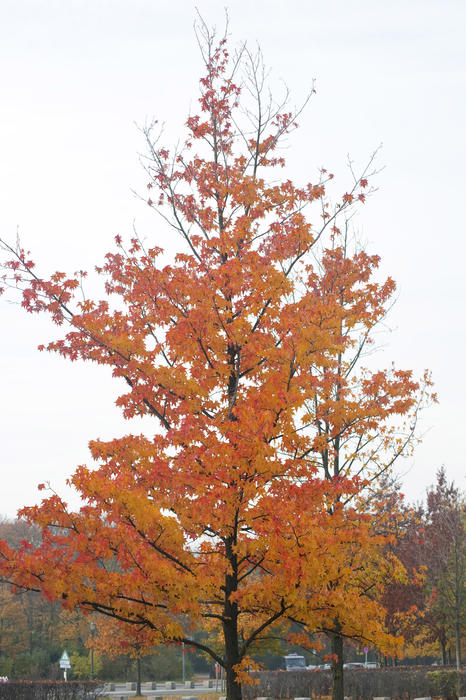 Single tree with dry yellow autumn leaves