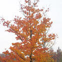 5166   Single tree with yellow leaves