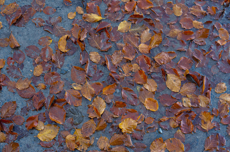 Fallen brown dead autumn or fall leaves scattered in a shallow puddle of water a reminder of the passing seasons.