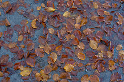 5168   Autumn Leaves In Water
