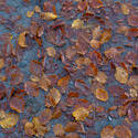 5168   Autumn Leaves In Water