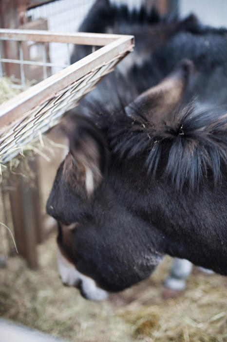 Head of a donkey feeding from a manger full of hay on a farm