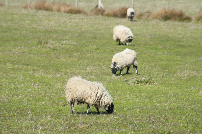 Flock of sheep with long dense fleeces grazing in a green pasture with copyspace