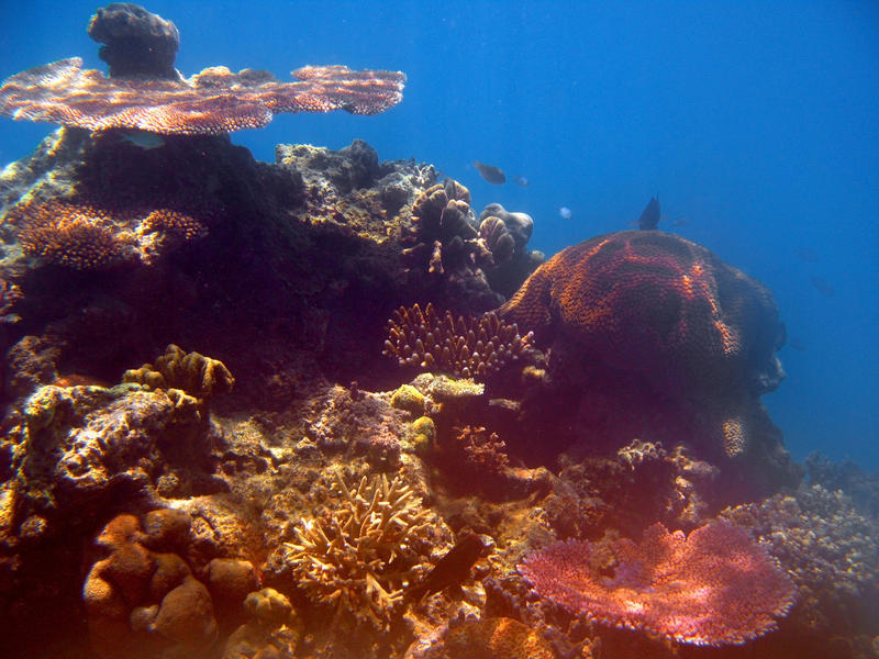 Closeup view of an underwater coral reef off a Fijian island with colourful coral formations and sponges covering the rocks