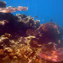 6313   Underwater coral reef