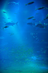 7384   Large marine aquarium tank