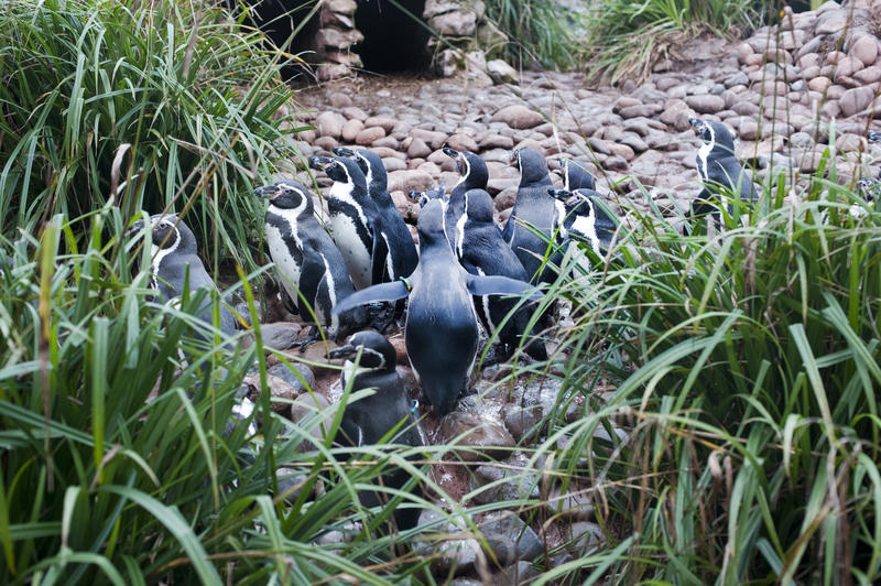 Rear view of a group of humbolt penguins walking across pebbles to a pond surrounded by patches of long green grass