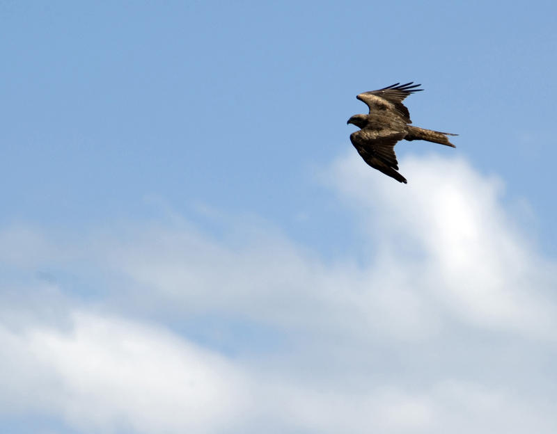 Hawk flying overhead against blue sky with plenty of copyspace
