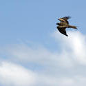 6248   Hawk flying overhead