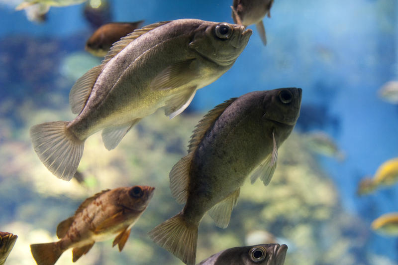 Closeup on a variety of different fish swimming underwater in a freshwater aquarium showing the natural biodiversity