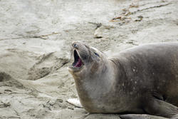 5706   yawning seal