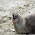 5706   yawning seal