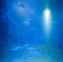 7433   Large aquarium tank with blue water