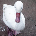 6347   White domestic goose