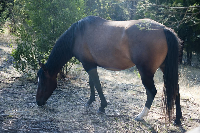 Side view of a brown horse grazing in woodland with sparse ground cover
