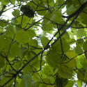 6326   Large green leaves giving shade