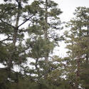 6018   pine tree background