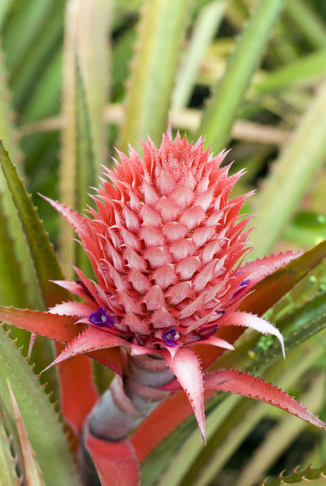 macro image of a pineapple growing on a pineapple plantation