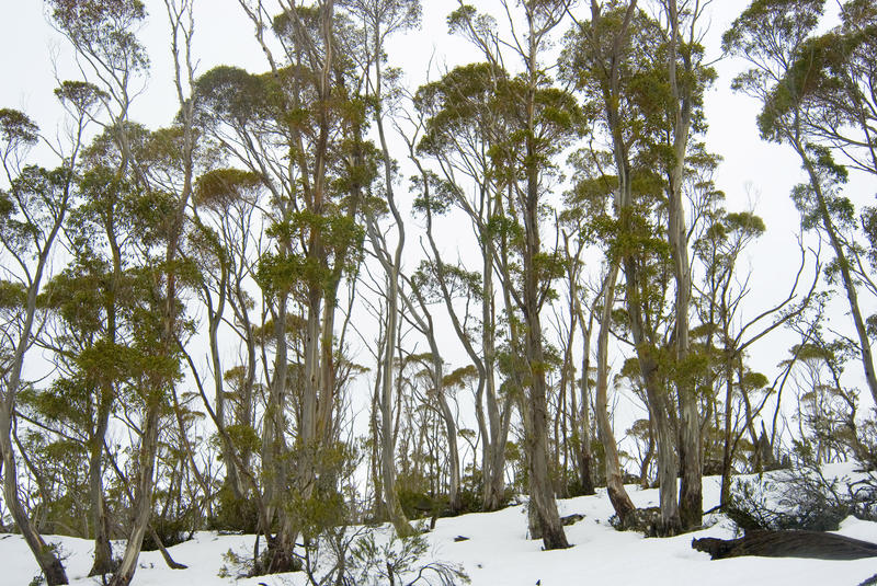 alpine gum trees and snow covered ground, walls of jerusalem national park in winter, tasmania