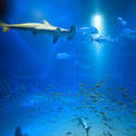 7422   Hammerhead shark swimming underwater