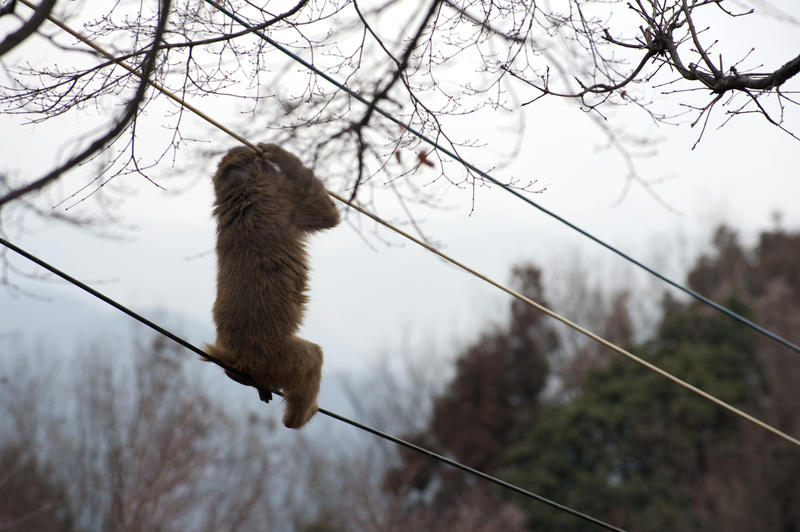 a monkey climbing on cables