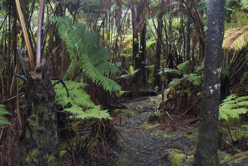footpath through tropical plantation in the hawaiian volcanoes national park