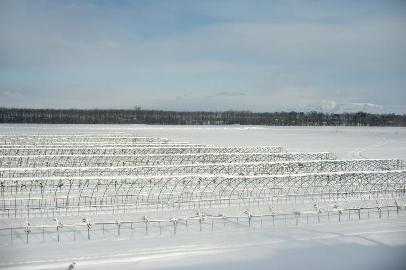 hokkaido farmland in the winter covered with snow