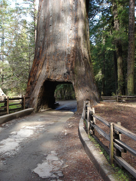 a giant redwood sequoia tree with a hole cut through, big enough to fit a car