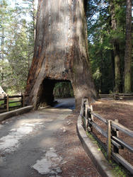 5766   drive through sequoia
