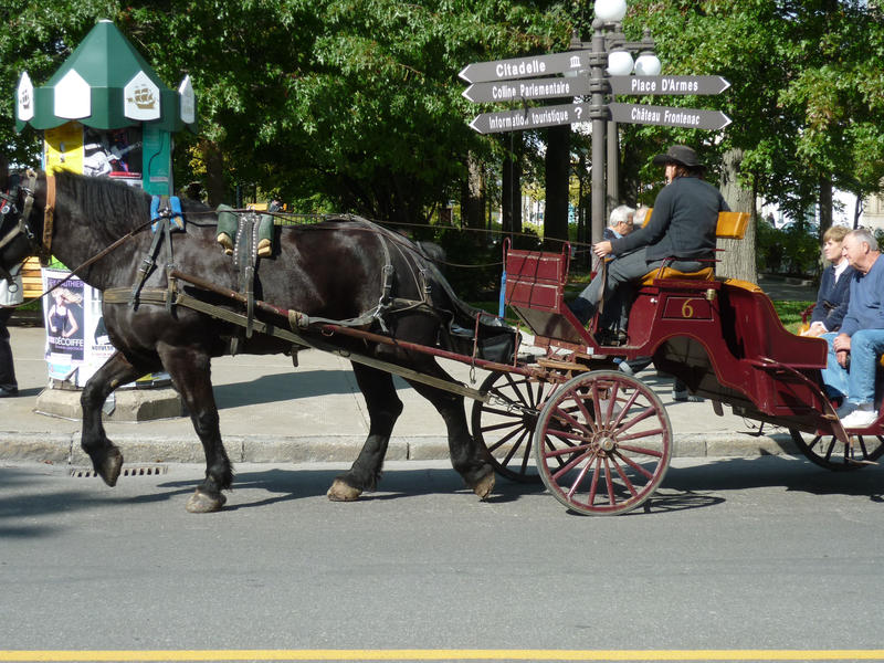 Draft horse pulling a trap taking tourists on a sightseeing trip around the city