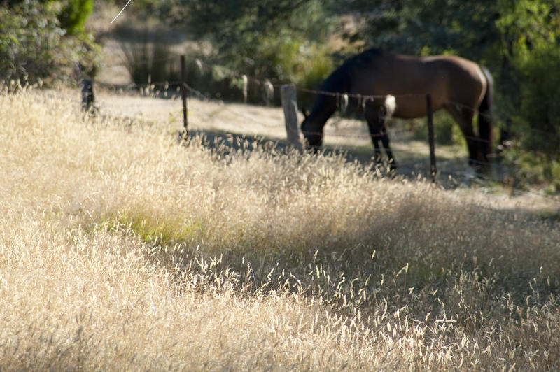 View across long wild grasses to a horse standing in the distance in a grassy meadow with plenty of copyspace