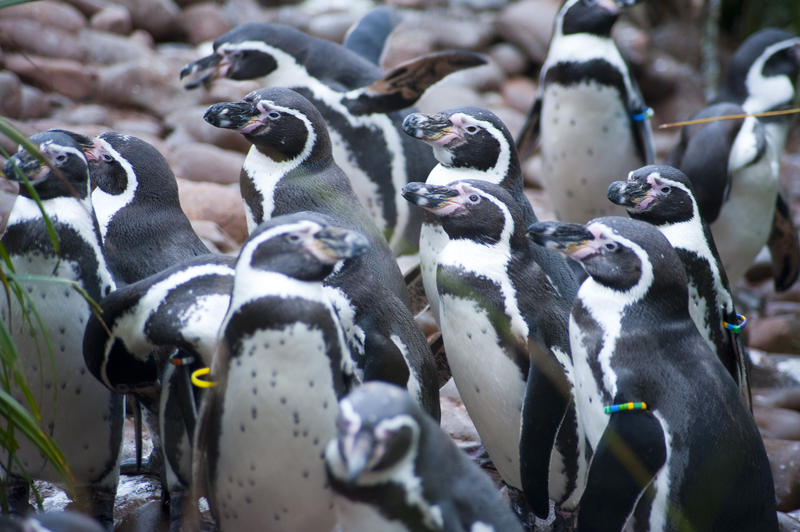 Closeup of humbolt penguins standing together in a close social group