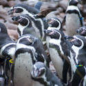 6267   Group of humbolt penguins
