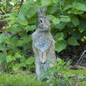 5285   Jack Rabbit